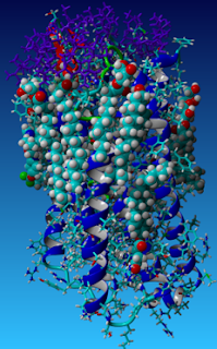 Model of receptor-ligand binding